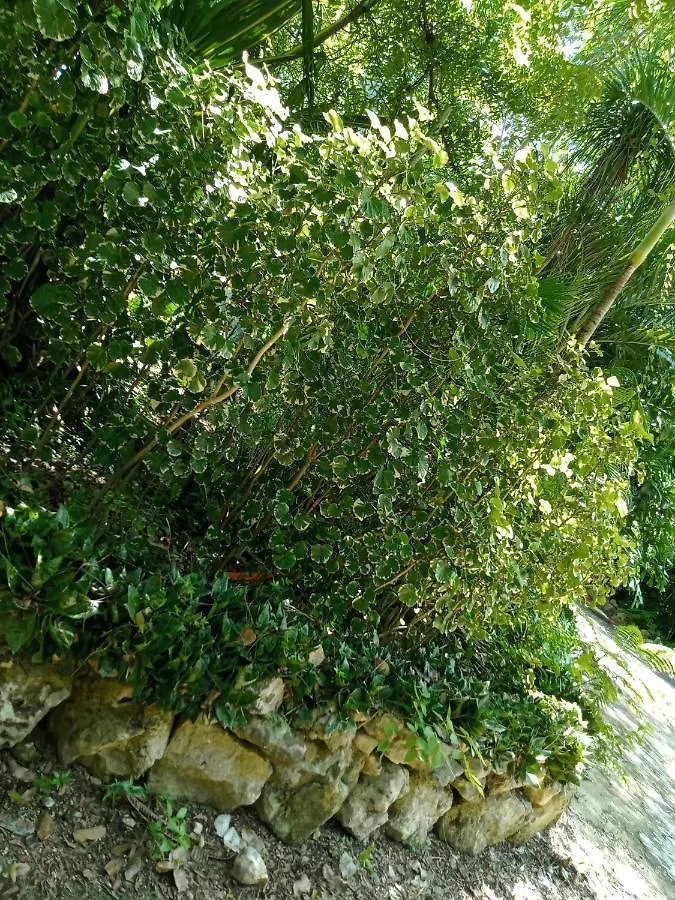 Kuha Glamping Hotel Playa del Carmen 0*,  Mexico
